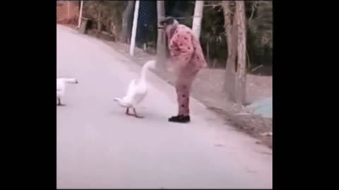 The goose fights with the old man