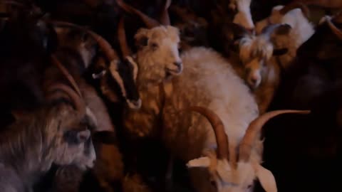 Goat farm. Goat family looking outside of the barn