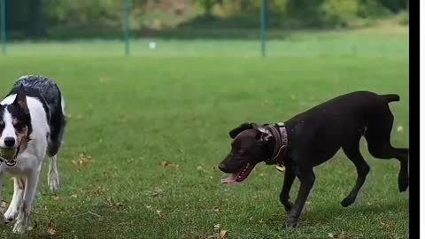 Dogs running in park 🐕🐕🐕