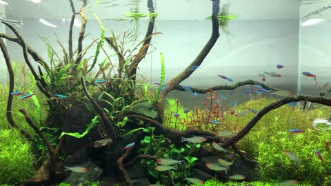 planted Aqua scaping