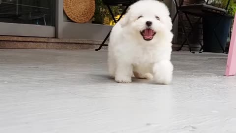 Bichon_frise_baby_is_so_cute!