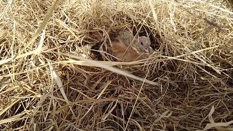 The turkey female is broody