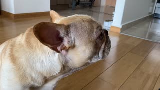 Adorable French Bulldog struggles to eat a mini pancake