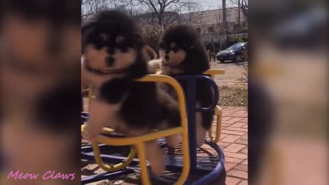 Cute Baby Alaskan Malamute Puppy Cutest and Funniest Moments