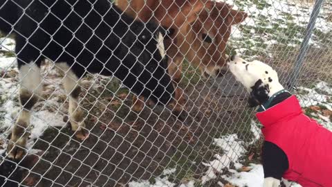 Dalmatian meets three very friendly cows