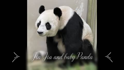 Little Baby Panda has grown a lot