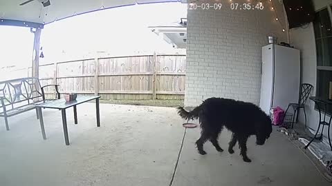 Pup gets startled by electronic treats via security camera