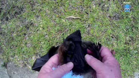 Rescuing a flying-fox on the ground this is Juju