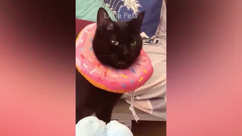 funny animal videos