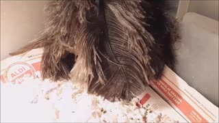 Baby Chicken Plays Peek-A-Boo!