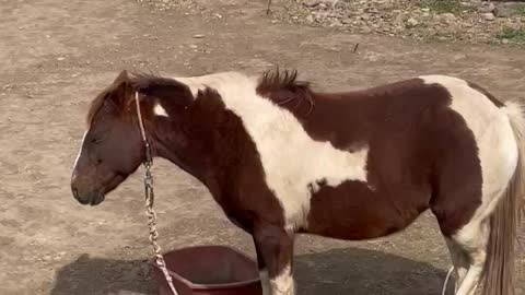 Sleeping horse of Jeju island, Korea