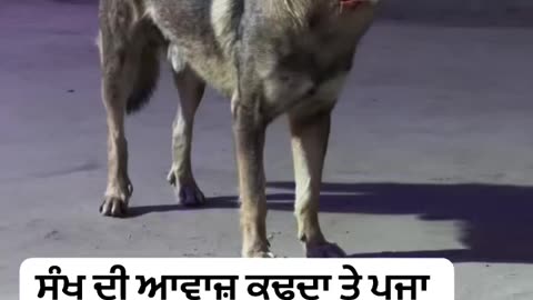 Doggi pooja karn time