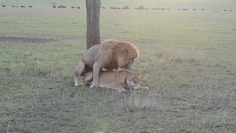 Lions mating.