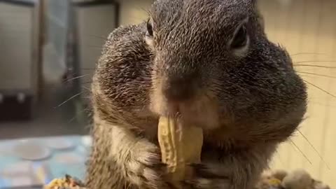 groundsquirrel#cheeks#chubby