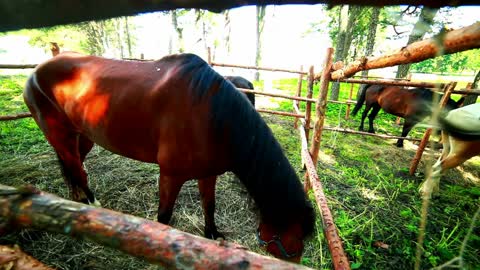 Horse eat behind wood fence. Horse looking at camera