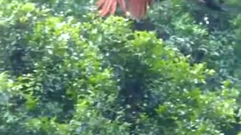 Funy video in Beauty Of The Worls (Beautiful Flying Peacock)