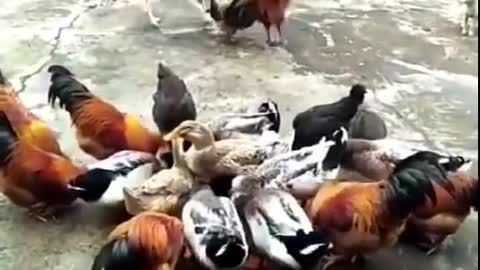 Fight Between Dog VS Chicken