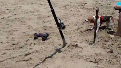 Very unhappy Beagle attacks remote controlled car