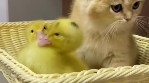 The life of ducklings and cute cats. Very interesting