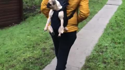 Tired pug enjoys a rest in her carrier