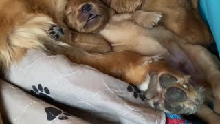 Deeply Sleeping Puppy Enjoys Energetic Dream