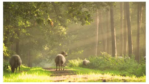 Sun rays and sheep