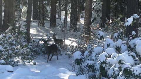 4 Deer visit after the first snow of the season