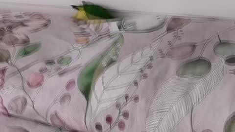 Bed diving 🛏️🐦😂