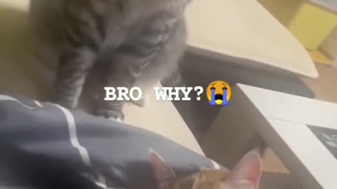 Funny cat dog animal videos on Instagram Tiktok #memes #funnyanimals #مضحك