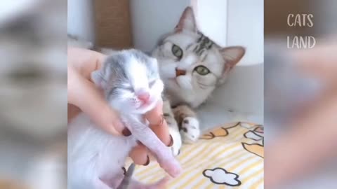 Cat does not give up her child