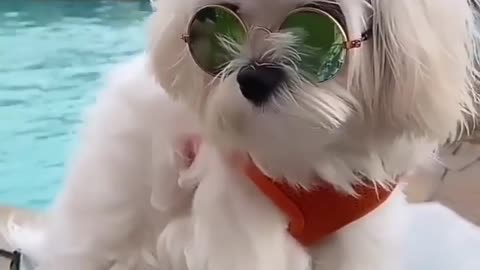 Funny shih Tzu dog