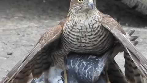 Sparrowhawk_VS_pigeon_#short_#rumble_short_#trending_#factropedia_#funny_vidoe_#satisfying