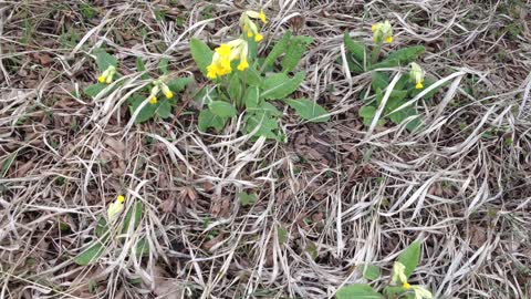 Wild Flower Primula Veris, Cowslip Primrose