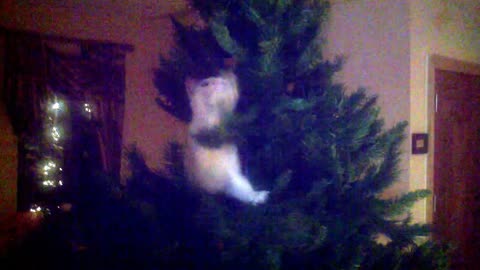 Cat explores Christmas tree