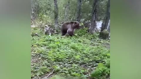 12 Scariest Bear Encounters Ever Filmed in Russia