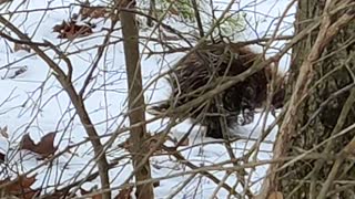 Cute porcupine