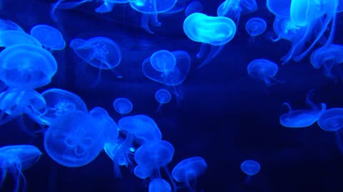 Jelly fish world under water