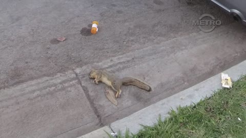 TMN | Squirrel