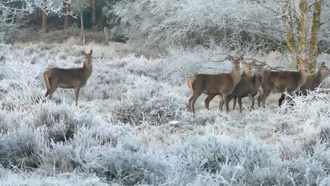 A group of deer roaming together