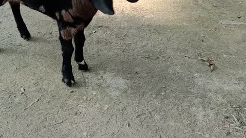 My cute little goat