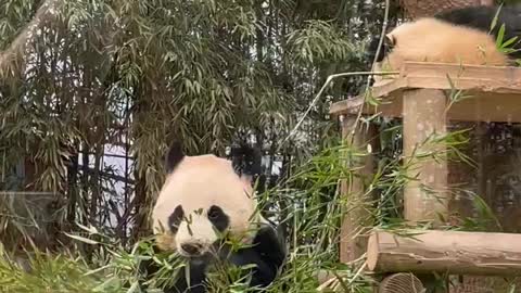 Panda eating bamboo