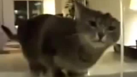 funny Cats - amazing cat video