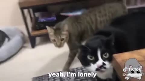 These Cats & Dogs Can Speak English Better Than Hooman