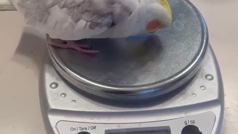 Funny parrot |cockatiel parrot | Funny birds | Funny animals