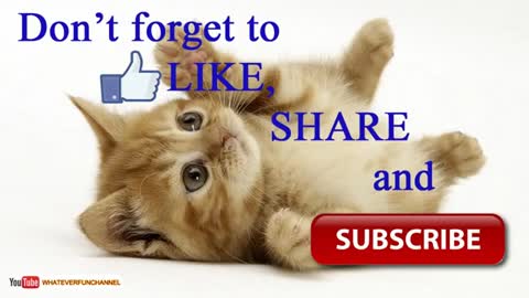 Funny animal video combination (cat,rat,dog)