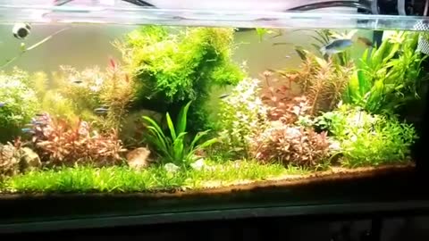 Aquarium, plants and fish. Relaxing!