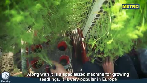 Fennel Spice Plant Cultivation Technology - Fennel Farm and Harvest - Fennel Processing Factory