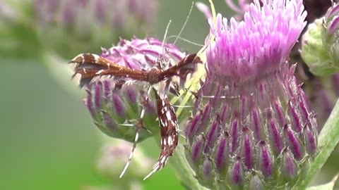 Narrow Escape: Plume Moth Evades Crab Spider's Grasp 🕷️🦋