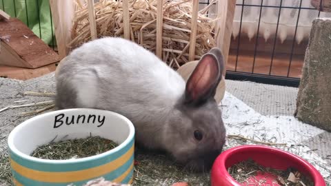 cute bunnies eating their feed