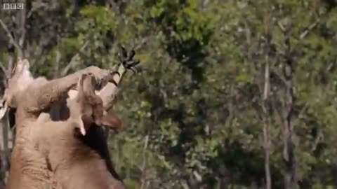 Kangaroo Boxing Fight | Life Story | BBC Earth